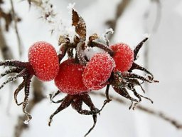 Ingrid Unangst "Heiße Beeren"